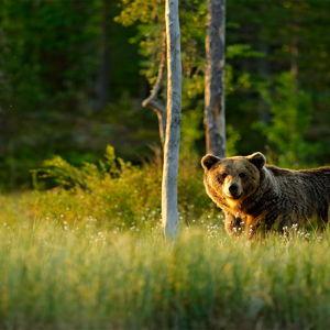 Discover The Fortress Of The Bears Excursion