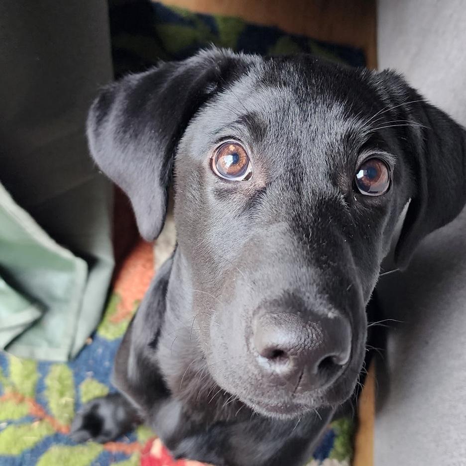 Moby is an adept user of puppy dog eyes