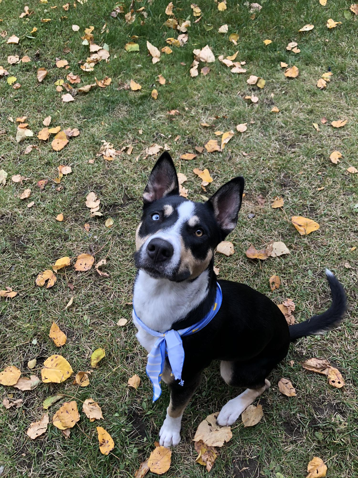 Blues first time after the groomers.
Fall 2019