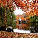 Stroll Through the Boston Public Garden