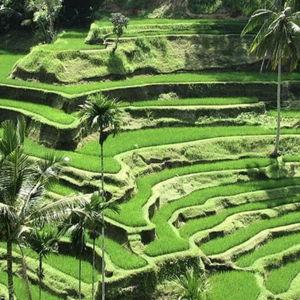 Caminata arrozales Tegalalang