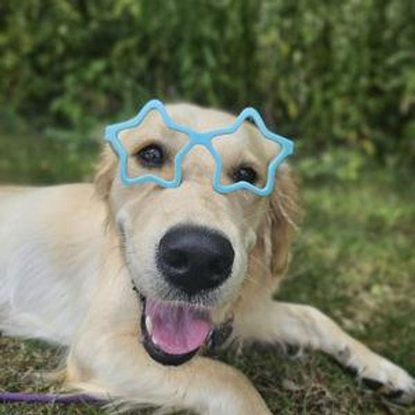 Piper's Bark Box Fund