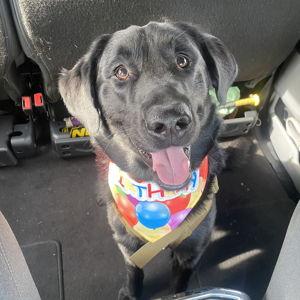 Year's Supply of Treats for Oden