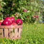 Rock Hill Orchard & Woodbourne Creamery