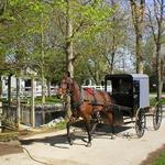 Abe's Buggy Rides