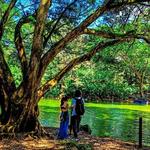 Botanical Gardens