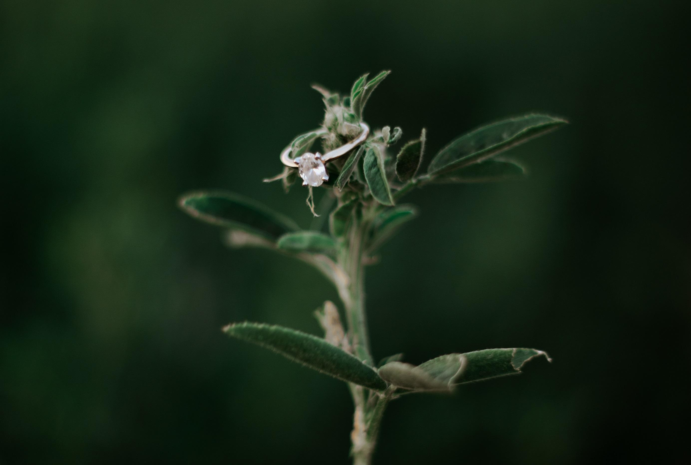 The Wedding Website of Nicole Neumeyer and Bayan Wang