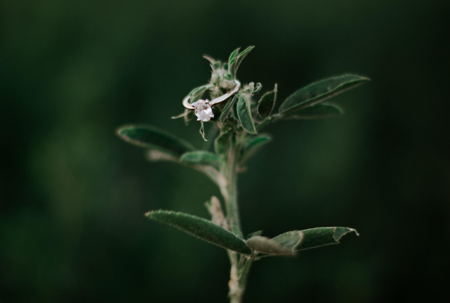 The Wedding Website of Nicole Neumeyer and Bayan Wang