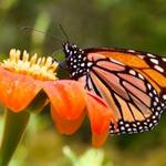 Tucson Botanical Gardens