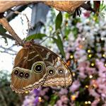 Butterfly Wonderland