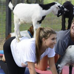 Grady Goat Yoga