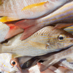 * A la Carte * Reef Fishing Tour