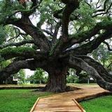 Treaty Oak