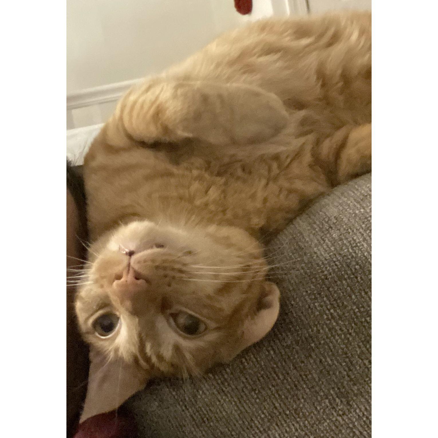 Thank you for reading my story about Diana and Conor! 感谢你听我讲完Diana和Conor的故事。

-- His Meowjesty, Sherlock Tian-Patrick 猫王，夏洛克 • 田-帕特里克