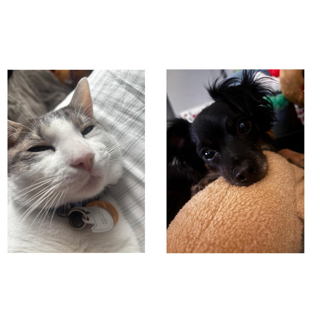 Pet fund to feed and care for the boys!