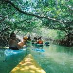 Lido Key Mangrove Kayak Tours