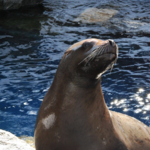 Mystic Aquarium
