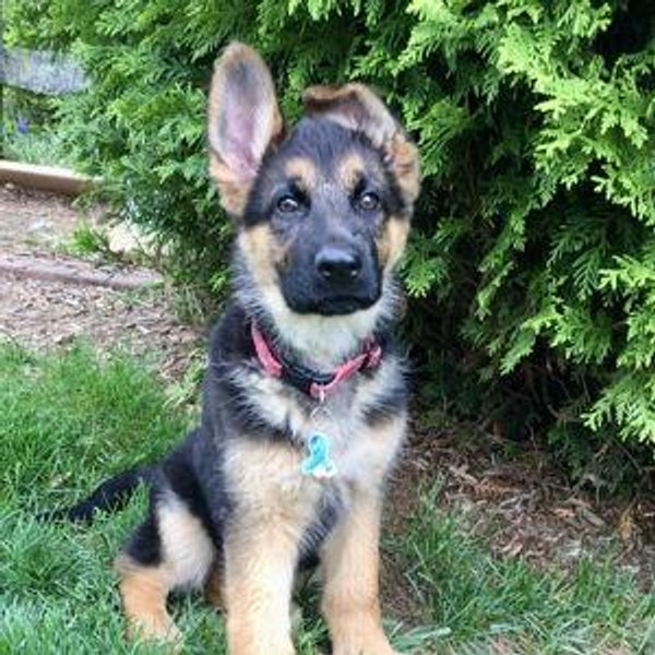 Our Dog Fund