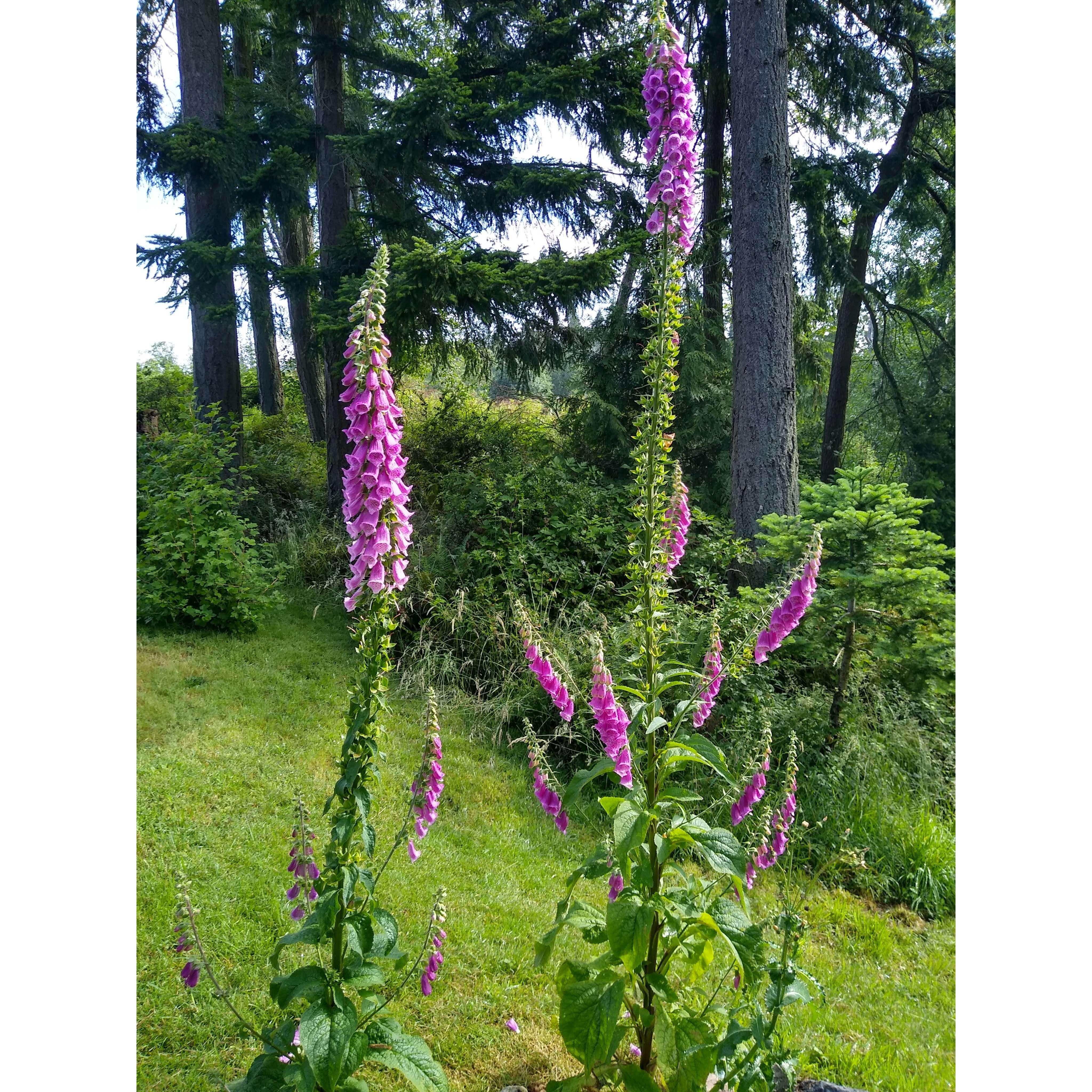 Some beautiful Foxgloves on Whidbey Island