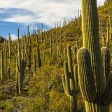 Saguaro National Park