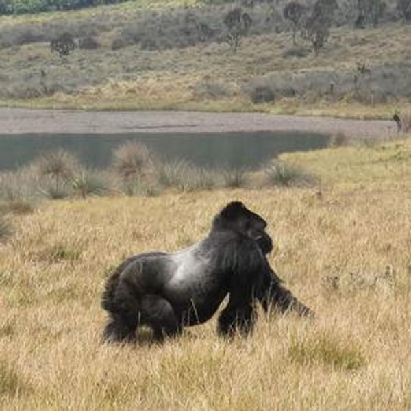 Gorilla Trekking