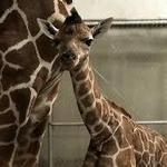 Wildlife Safari