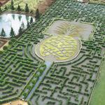 Dole Plantation