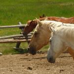 Swift Creek Outfitters - Teton Horseback Adventures