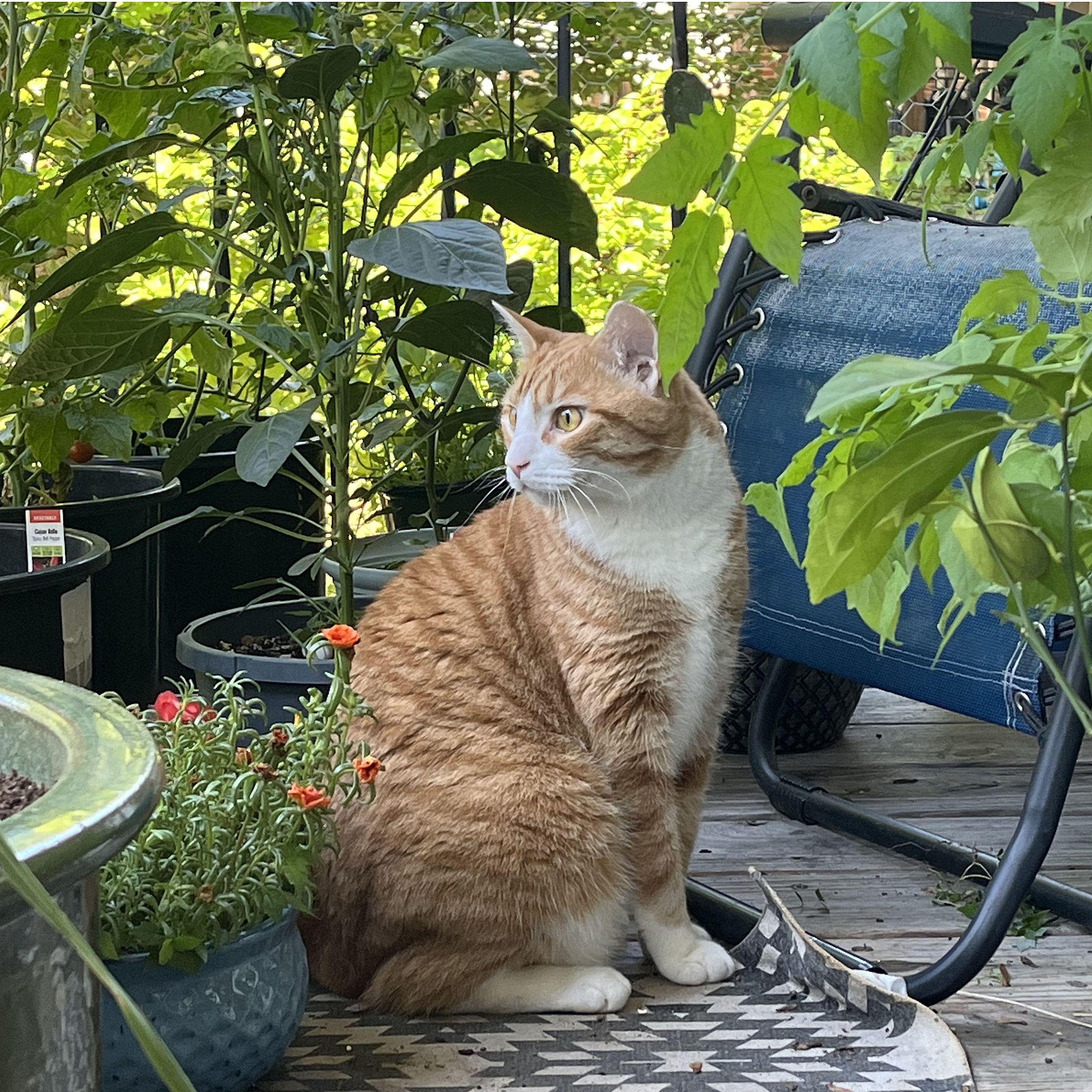 Milo in the garden | Summer 2024