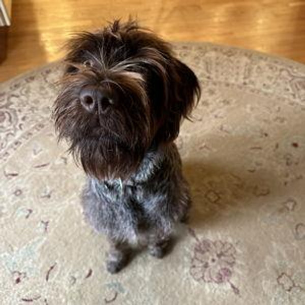 Dog Survival Fund