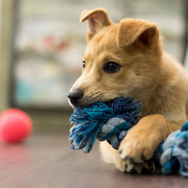 Our Future Puppy