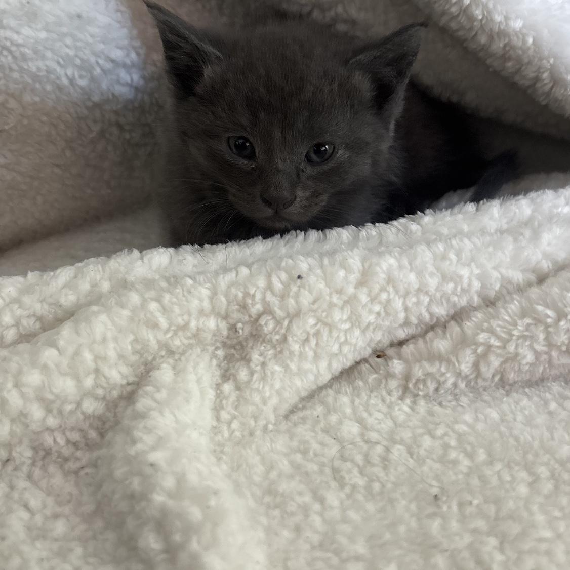Meet Larry: This little destroyer is was our foster fail who we ended up keeping from a litter of 12. He likes to think he’s the boss until Melon gets him in trouble.