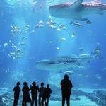 Georgia Aquarium