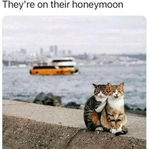 Honeymoon Fund