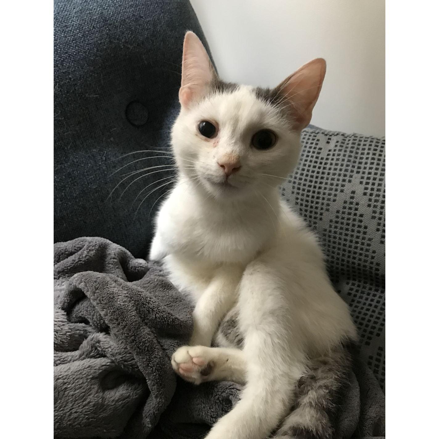 The other perfect cat, Felix