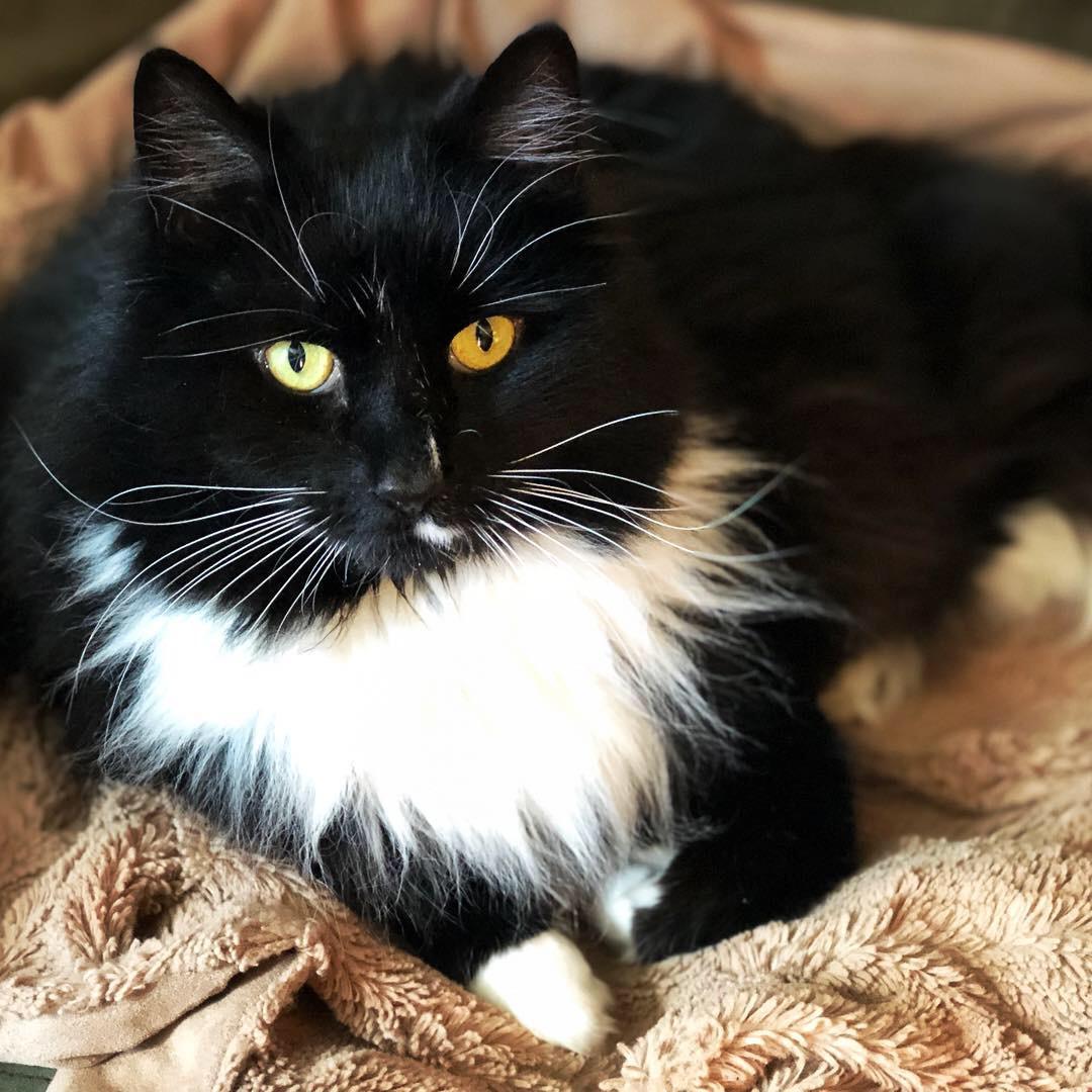 Our beautiful and regal lady, Jasmine.