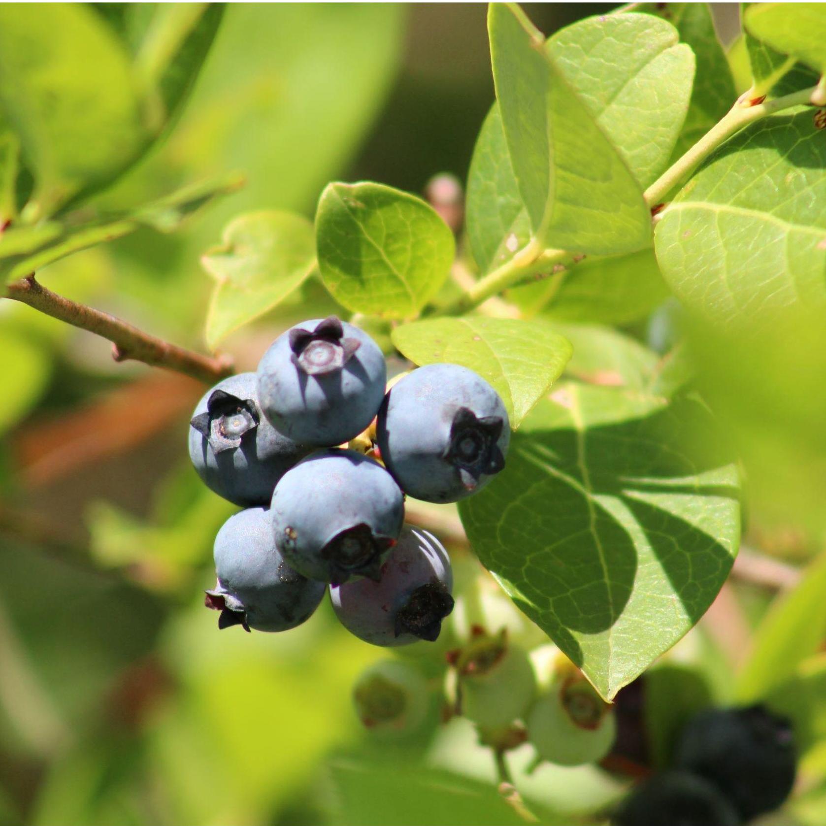 Blueberries