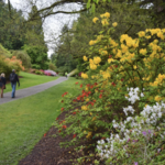 Washington Park Arboretum
