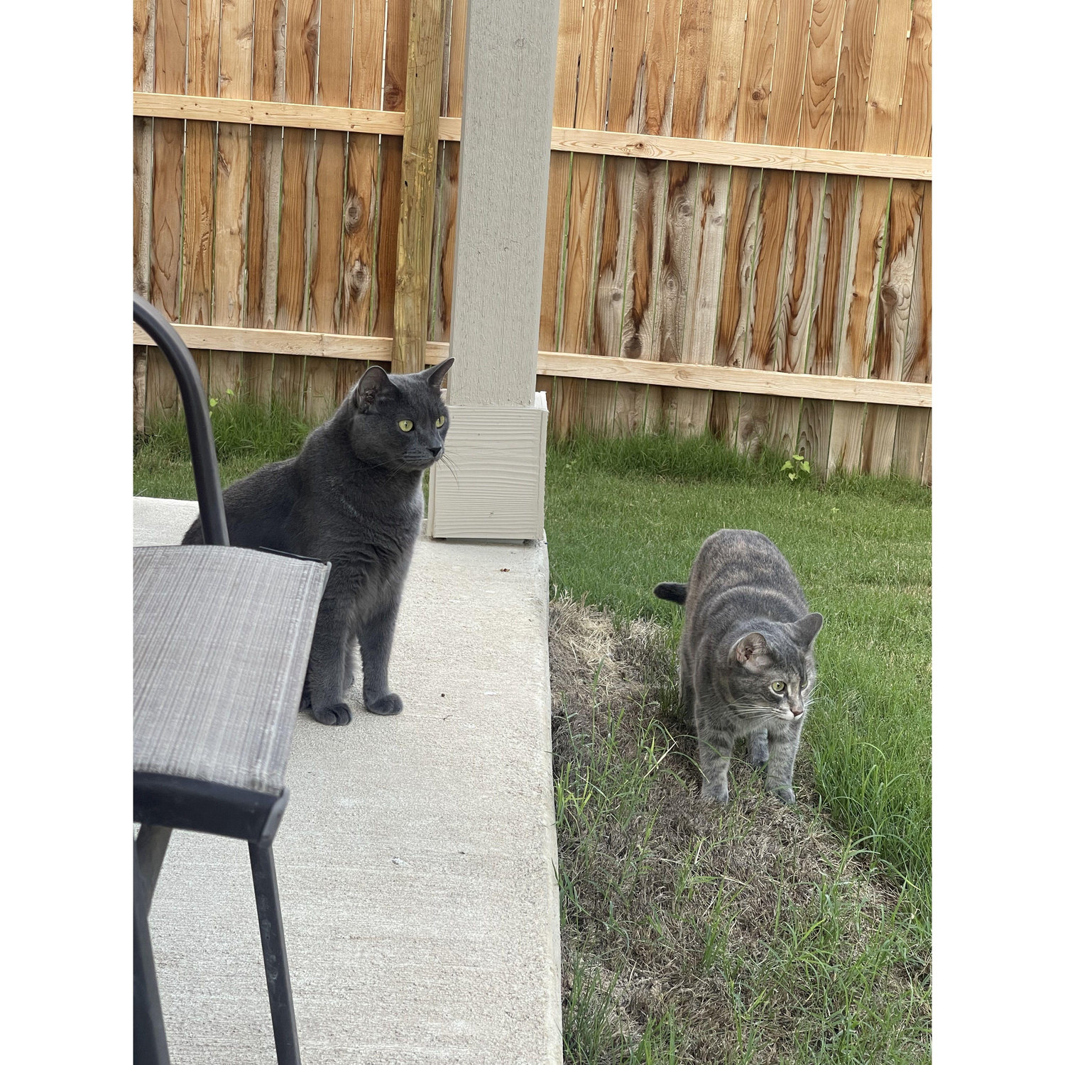 Jroc and Theodore in their natural habitat, their backyard.