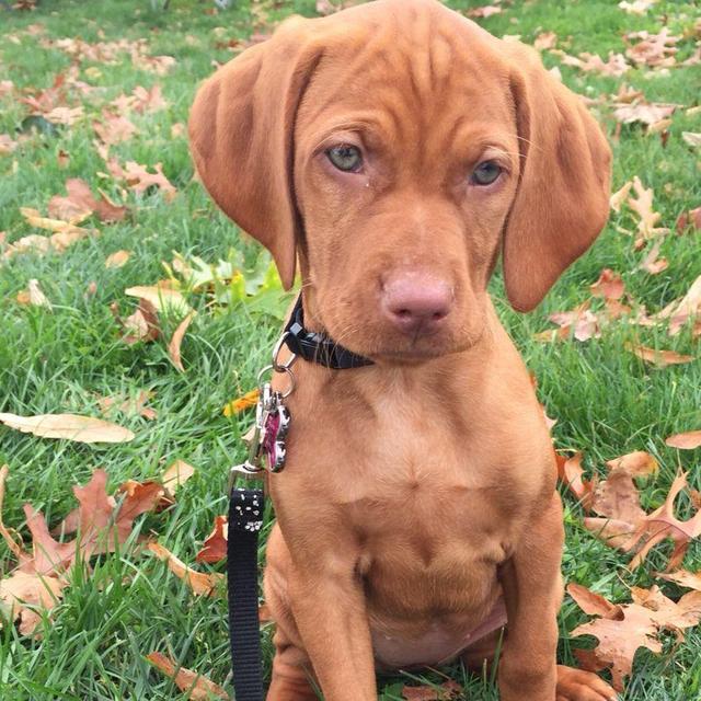 Our New Puppy