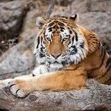Cheyenne Mountain Zoo