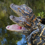 Six Mile Cypress Slough Preserve