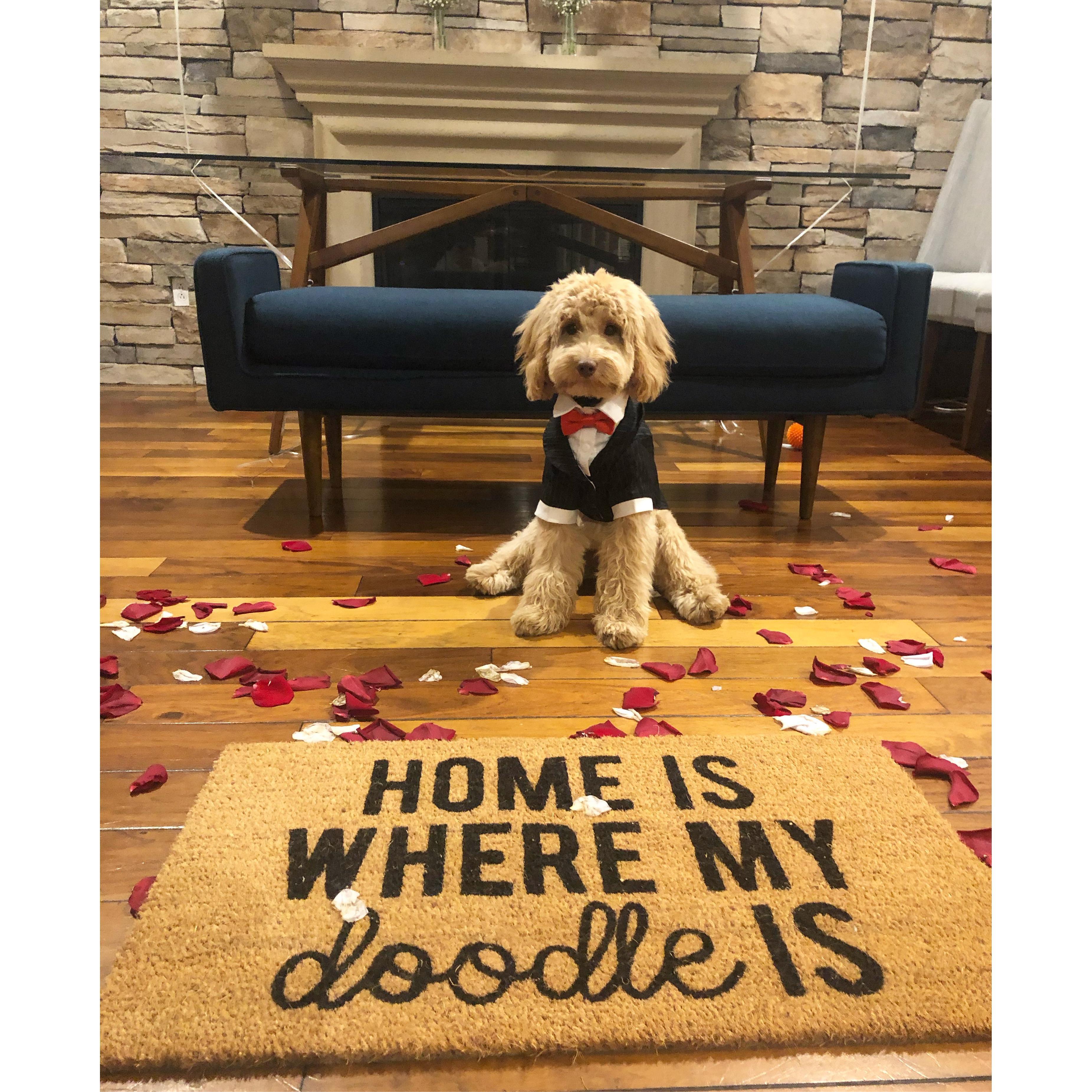 No big deal, our ring bearer is an IG influencer @goldenremidoodle