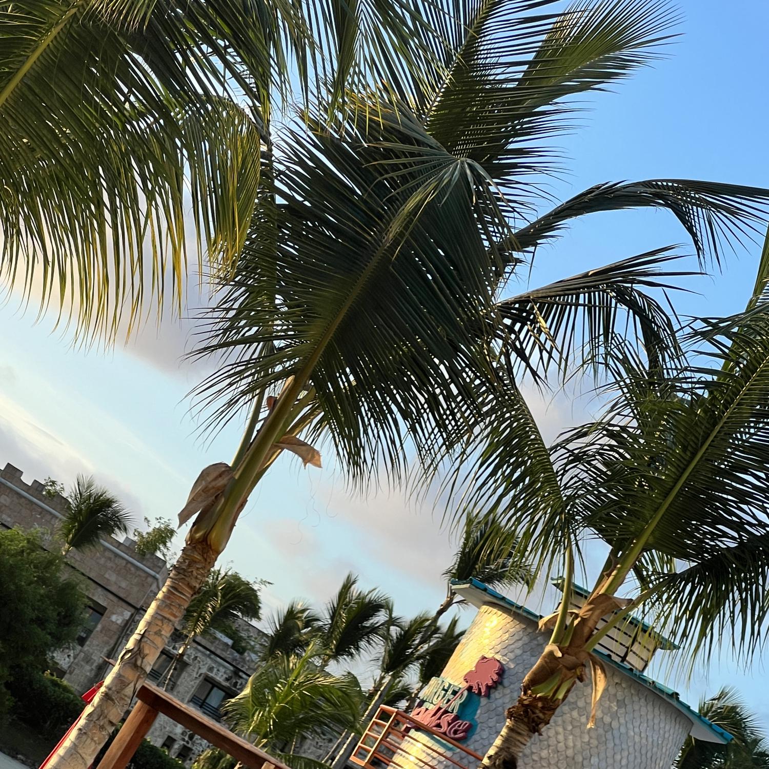 Cheeseburger in Paradise