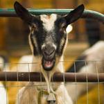 Lively Run Goat Dairy