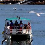 Cape Ann Harbor Tours