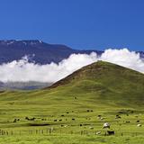 Waimea