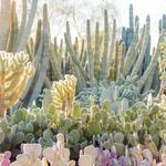 Desert Botanical Garden