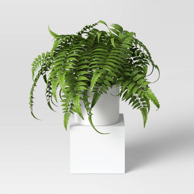 Boston Fern - Threshold™