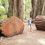 Redwood Forest Excursion (Crescent City / Jedediah Smith)